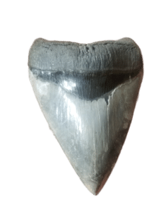 Megaladon sharks tooth found in Venice FL dive charter